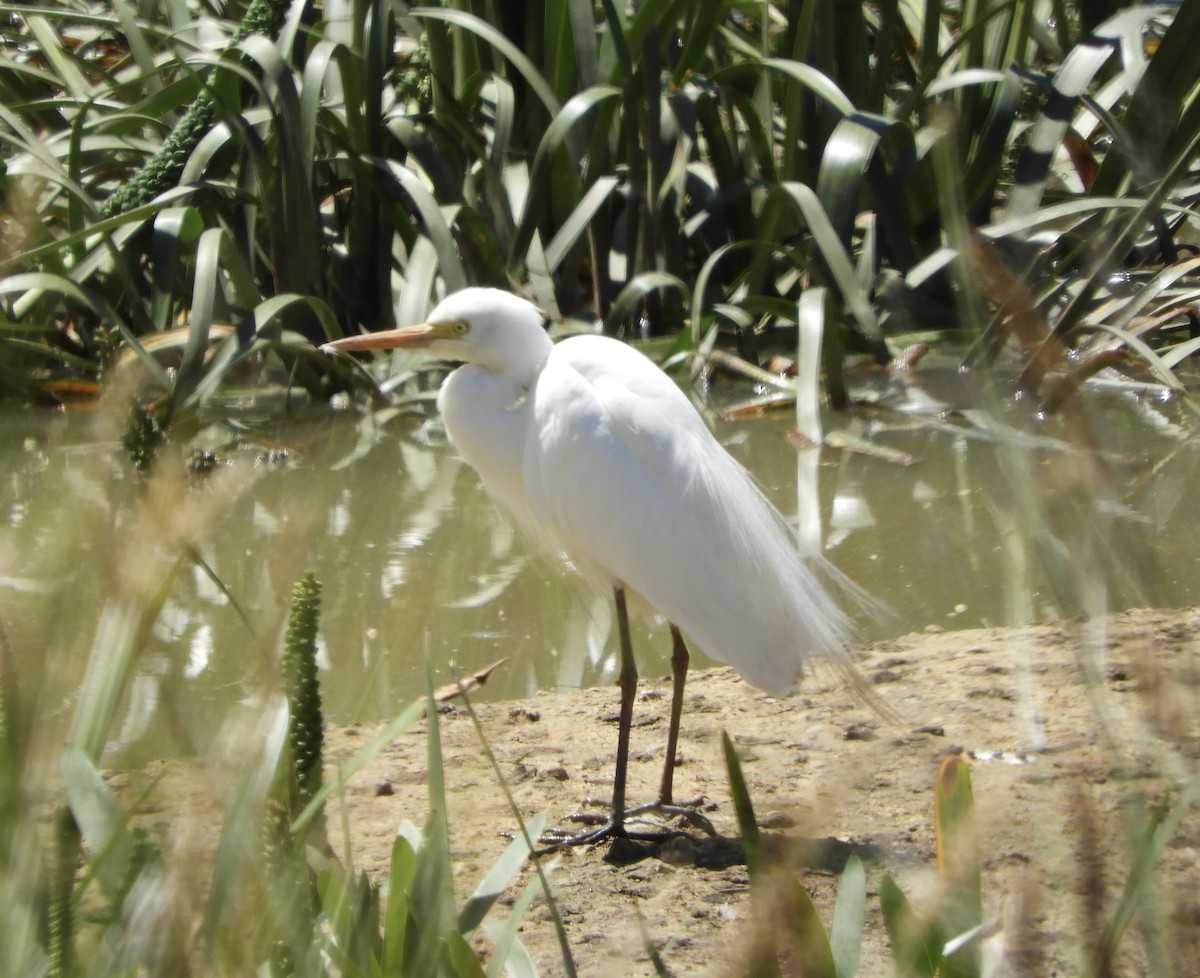 Héron plumifère - ML646485105