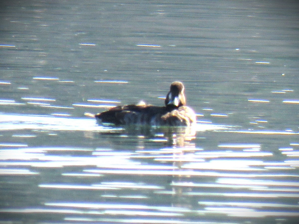 Lesser Scaup - ML646485106