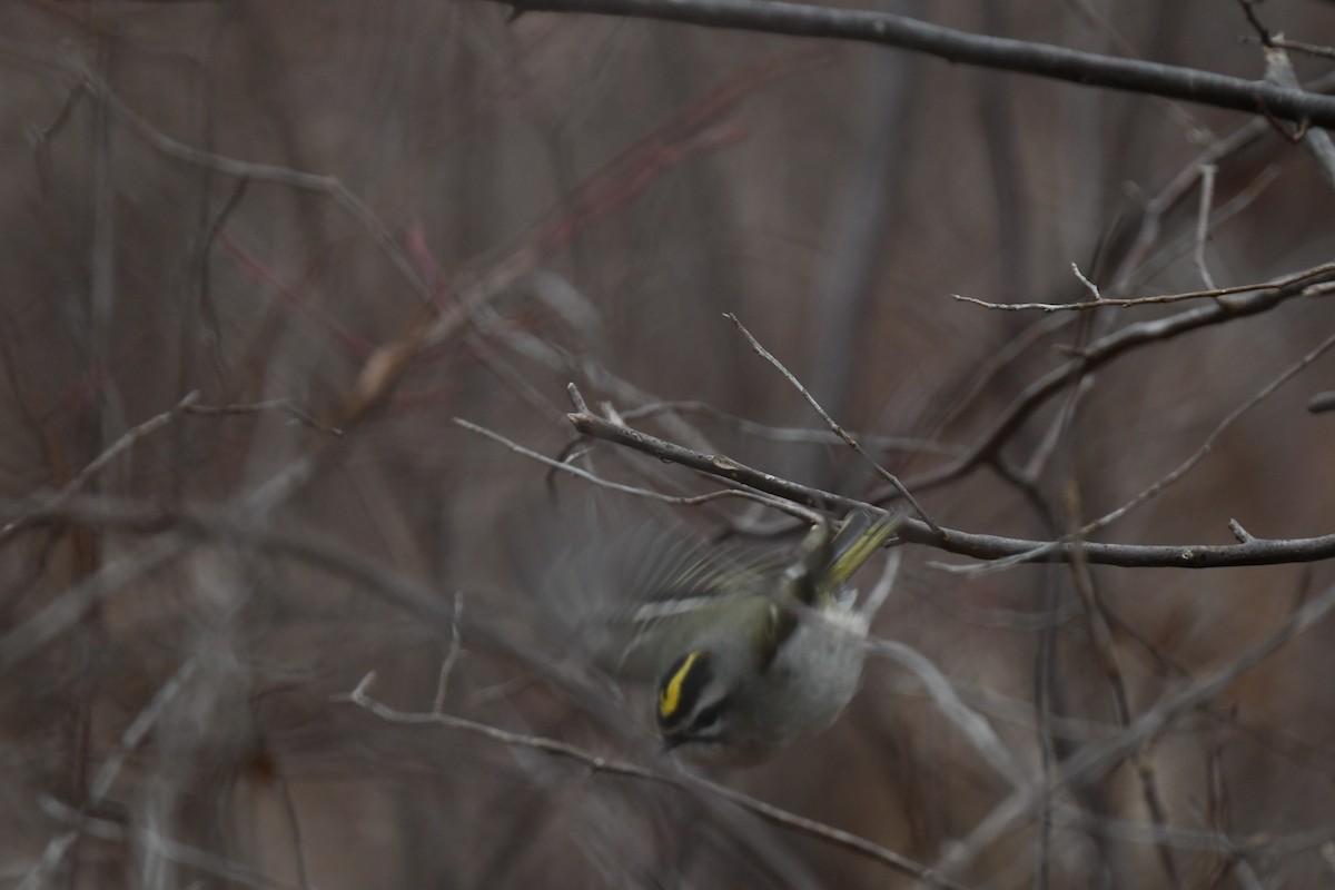 Golden-crowned Kinglet - ML646485107