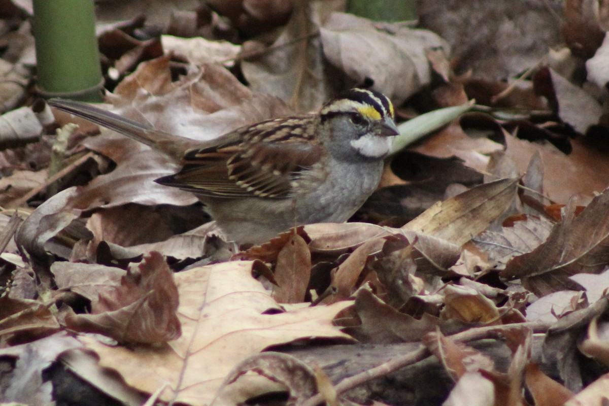 White-throated Sparrow - ML646485108