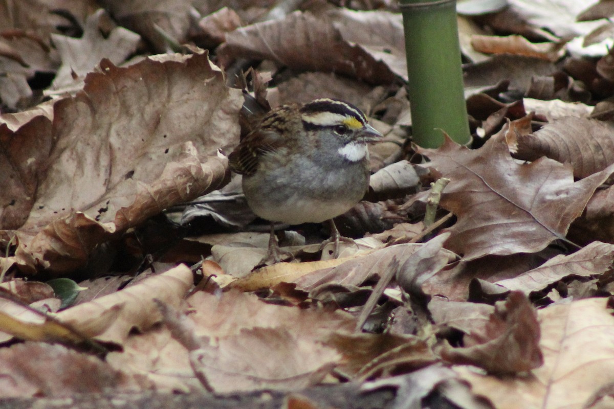 White-throated Sparrow - ML646485110