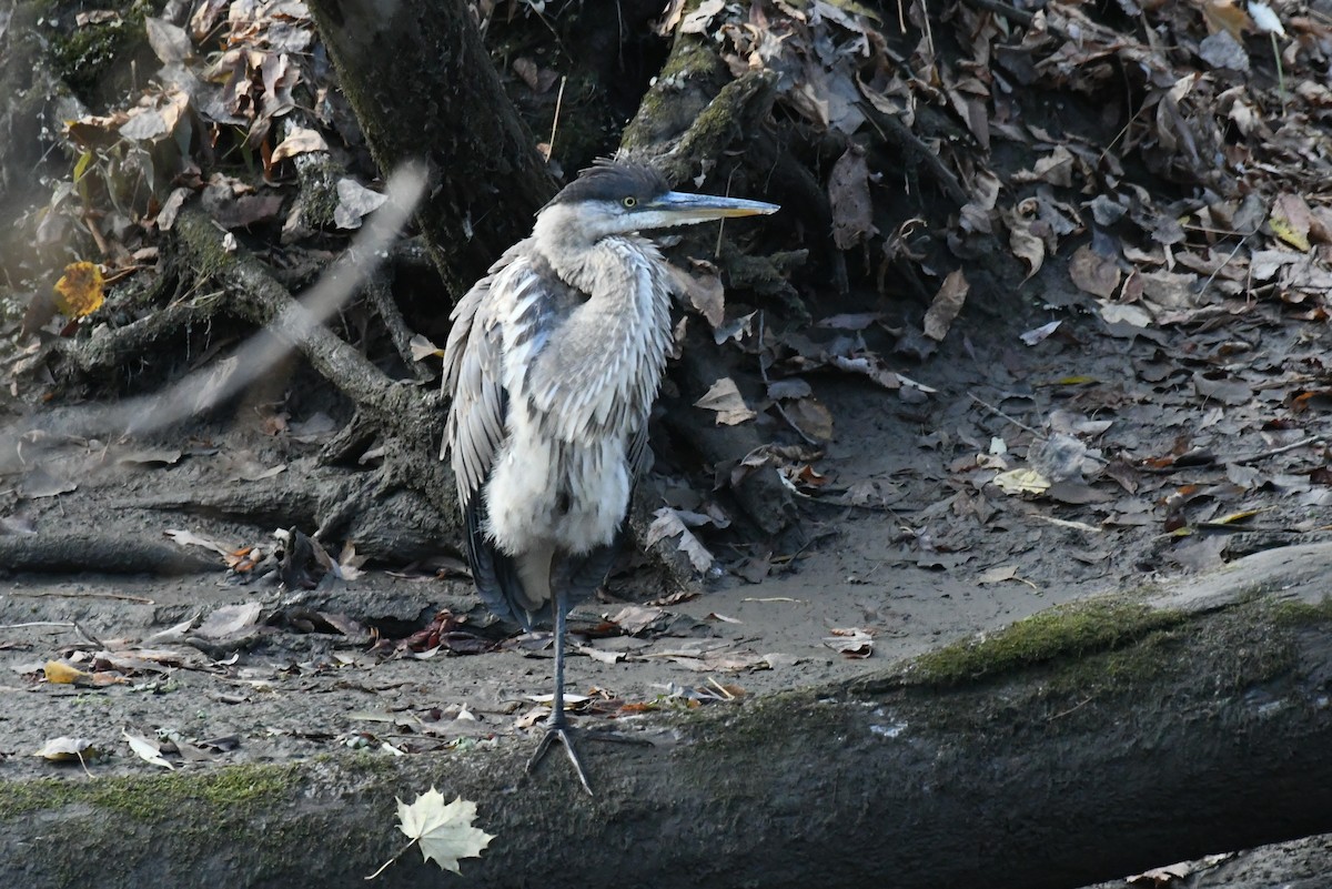 Great Blue Heron - ML646485111