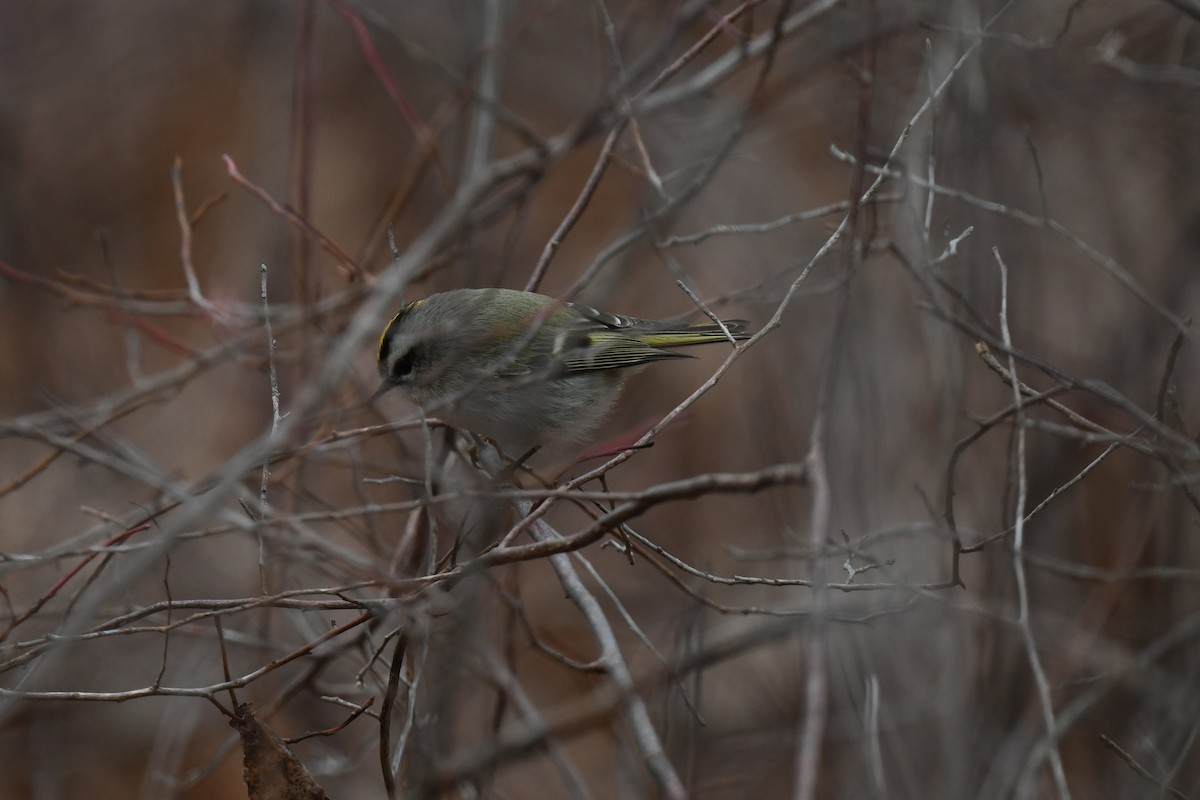 Golden-crowned Kinglet - ML646485112