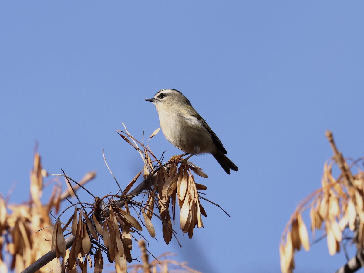 Golden-crowned Kinglet - ML646485127