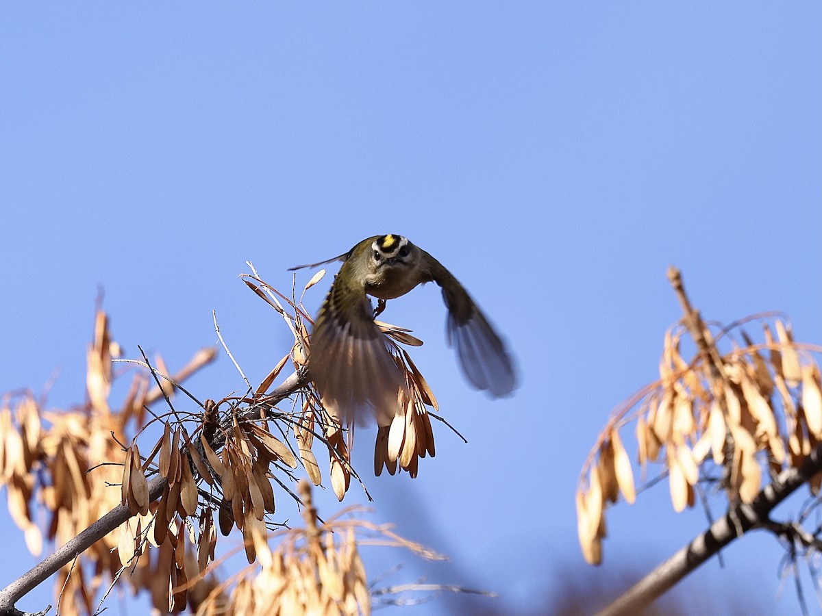 Golden-crowned Kinglet - ML646485128