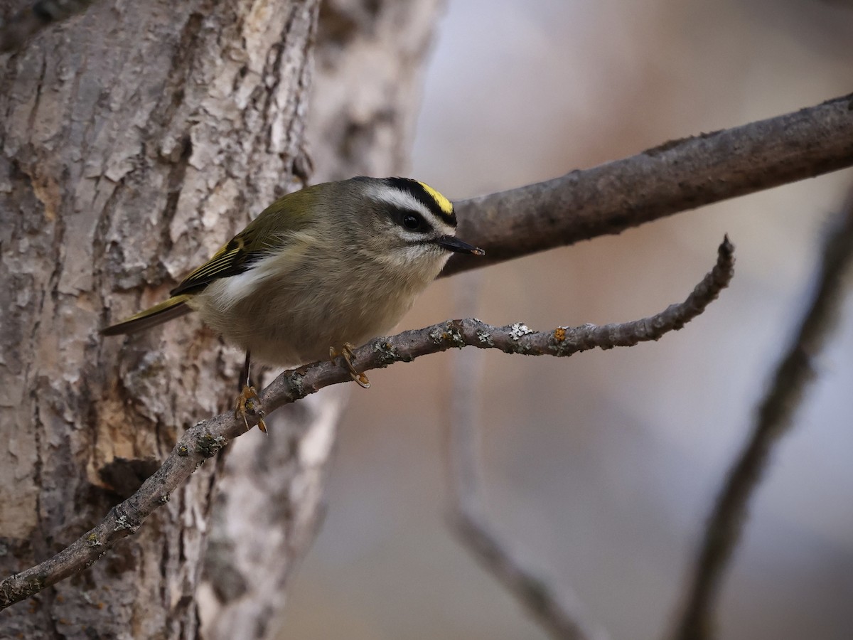 Golden-crowned Kinglet - ML646485129