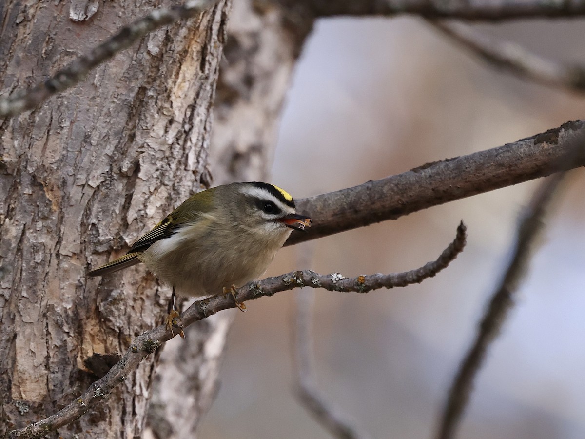 Golden-crowned Kinglet - ML646485130