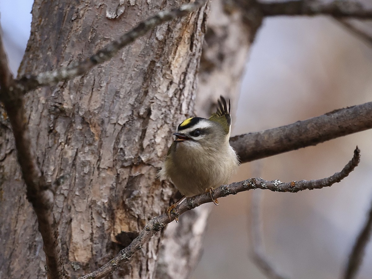 Golden-crowned Kinglet - ML646485131