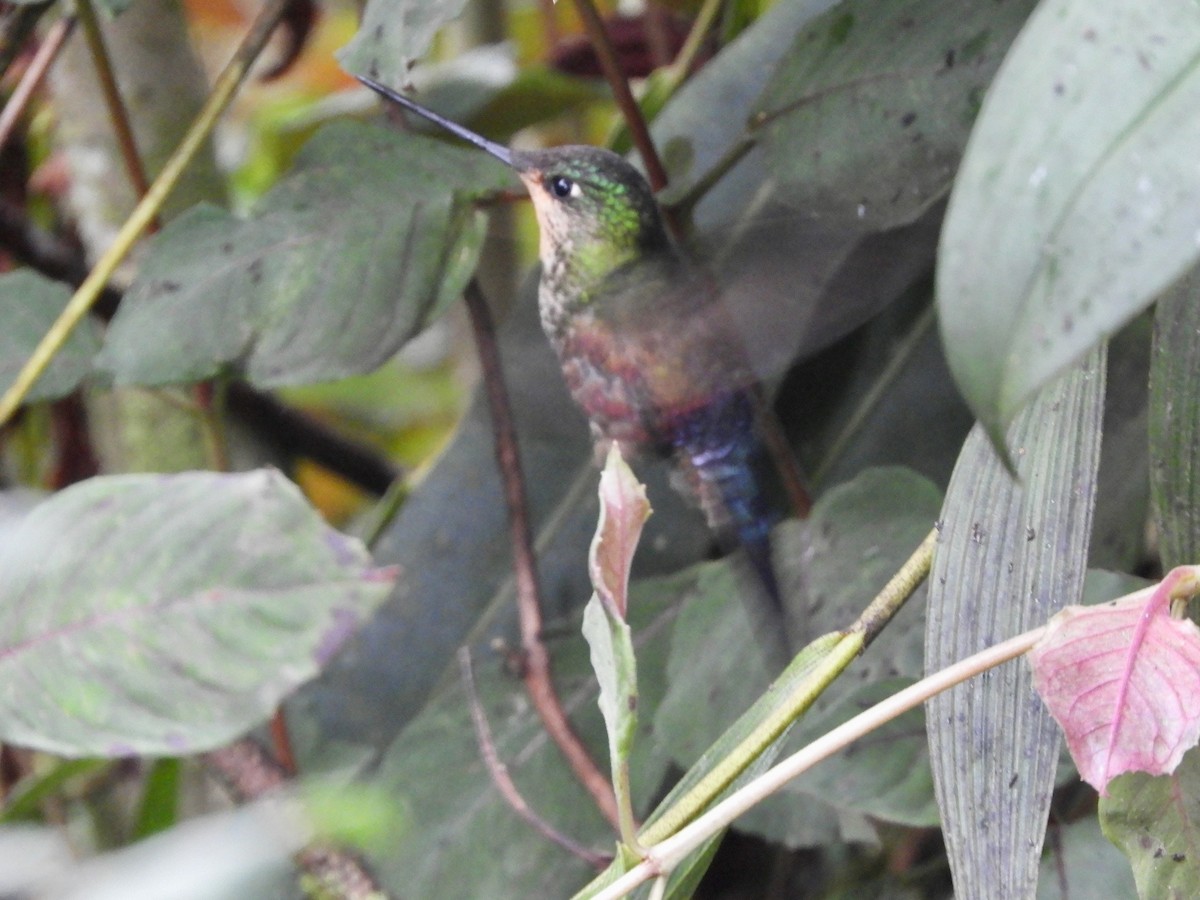 Blue-throated Starfrontlet - ML646485132