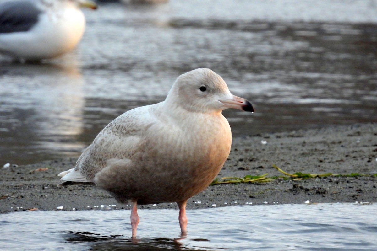 Glaucous Gull - ML646485134