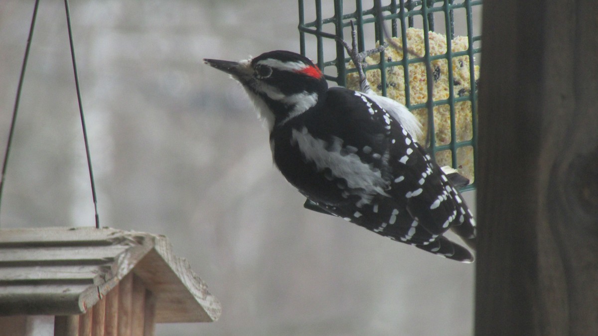 Sert Tüylü Ağaçkakan - ML646485137