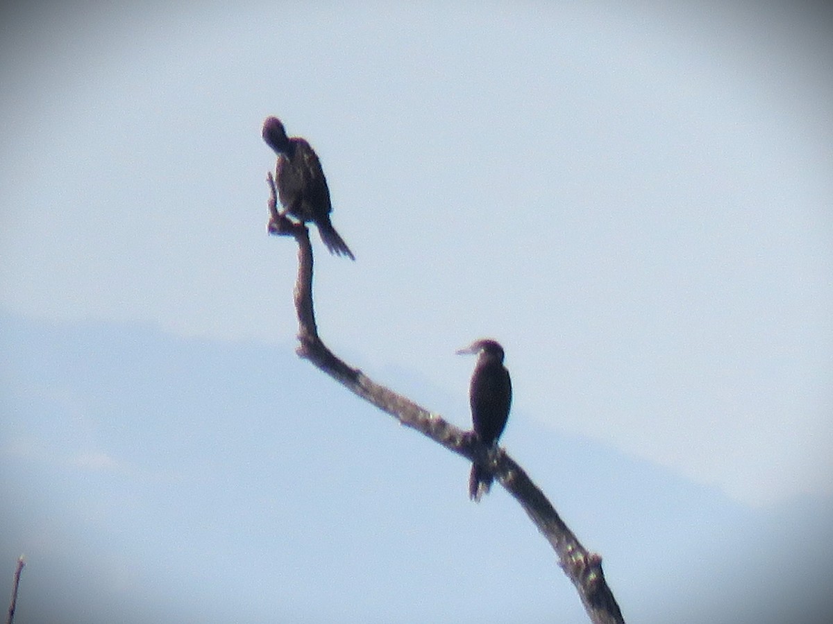 Neotropic Cormorant - ML646485138