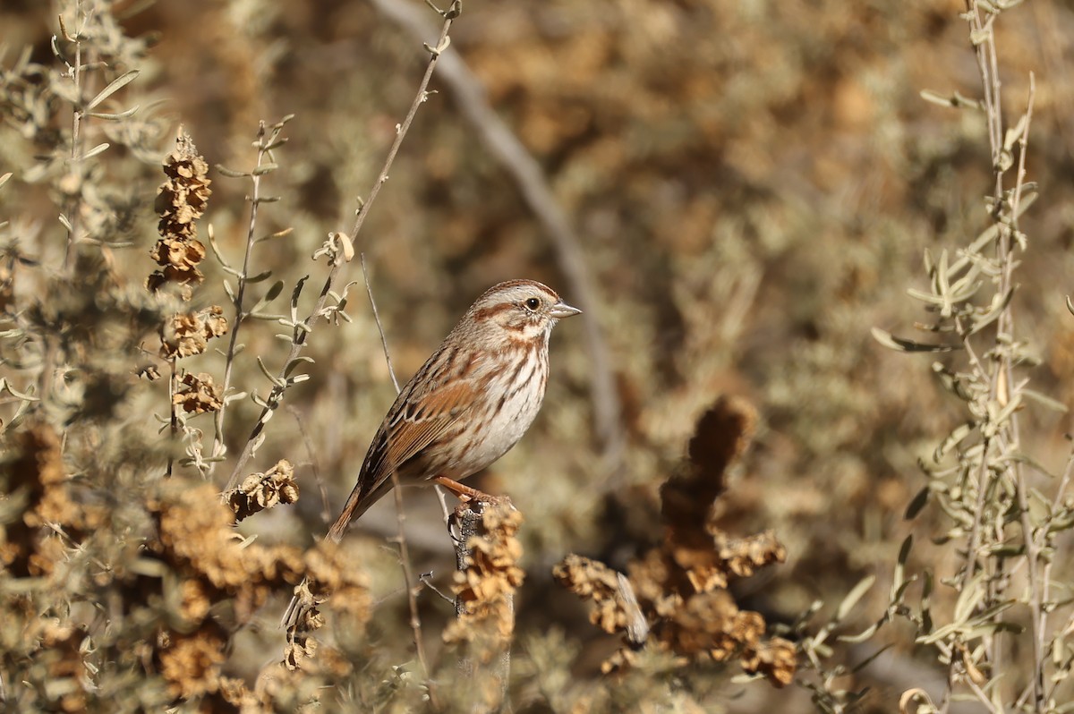 Song Sparrow - ML646485145