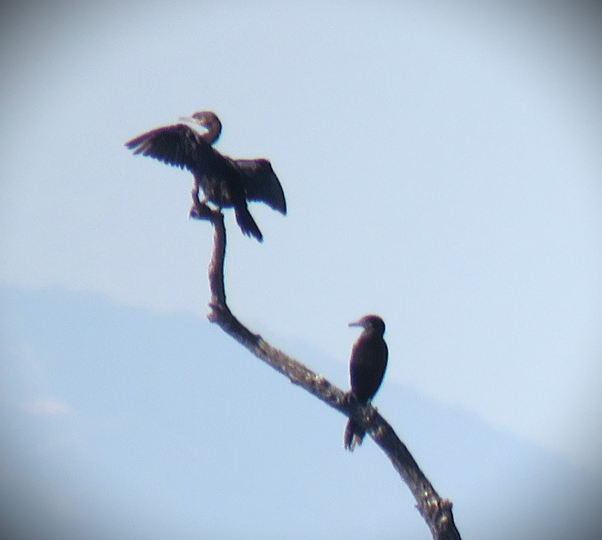 Neotropic Cormorant - ML646485150