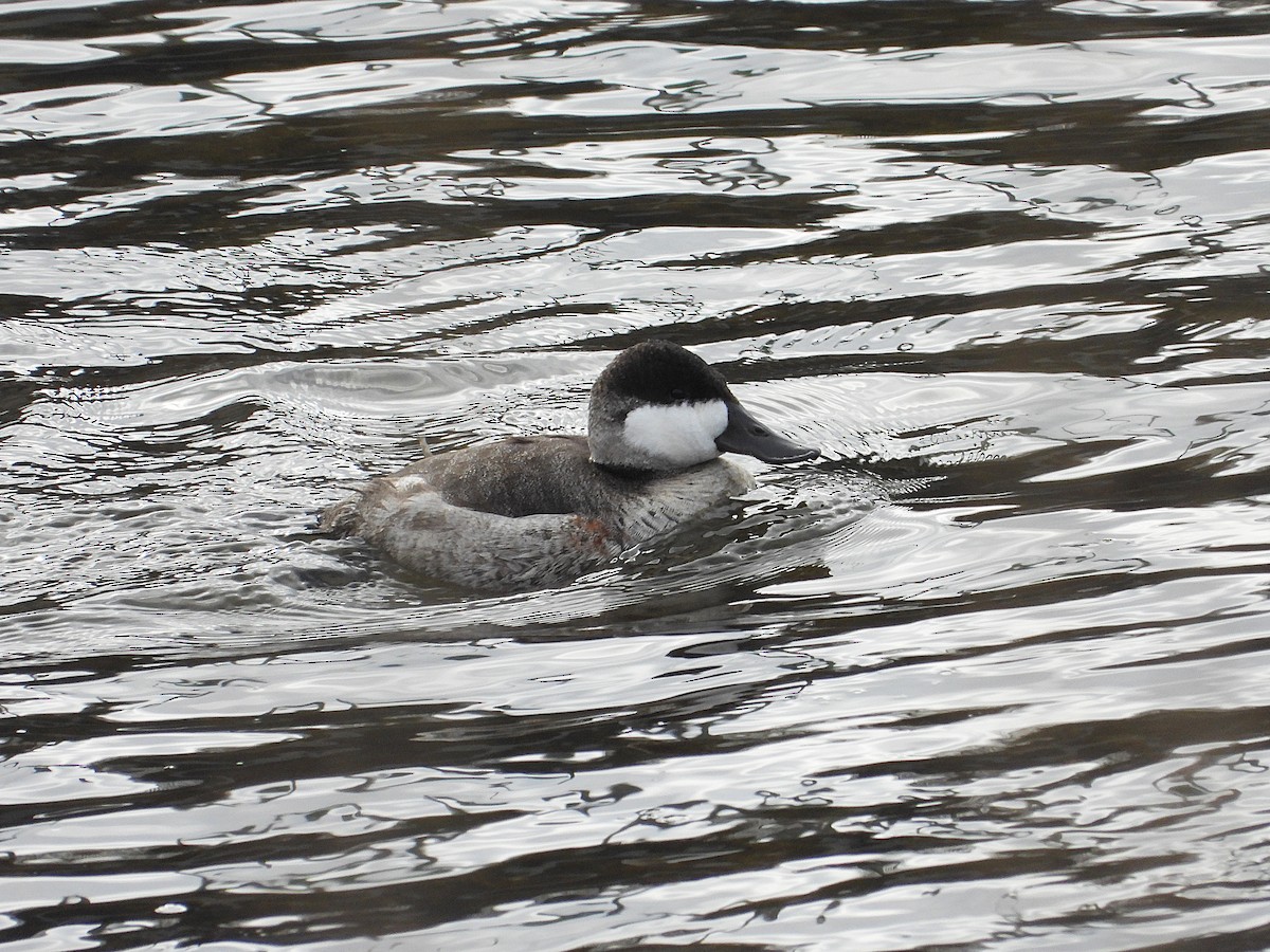 kobberand - ML646485151