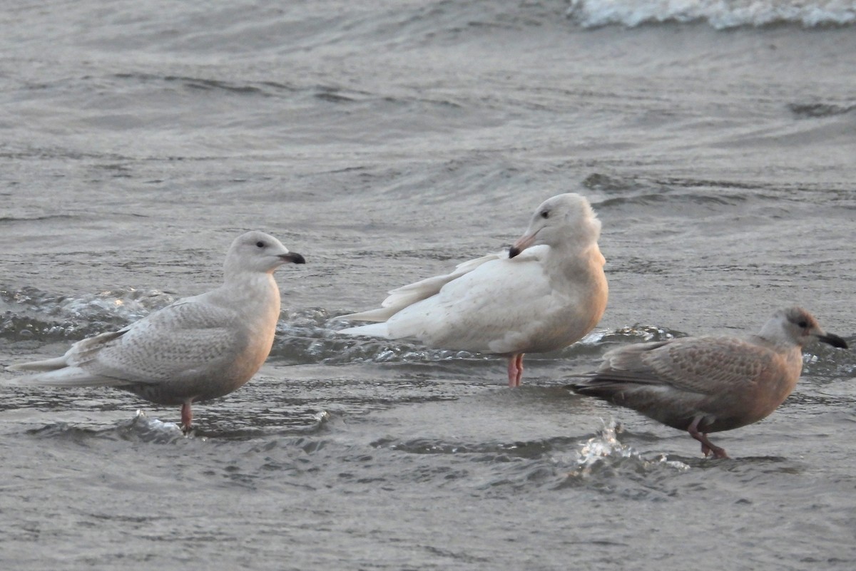 Glaucous Gull - ML646485152
