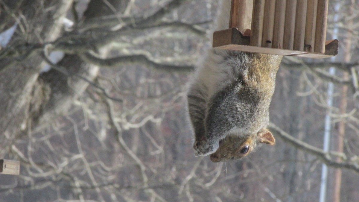 Boz Sincap - ML646485153