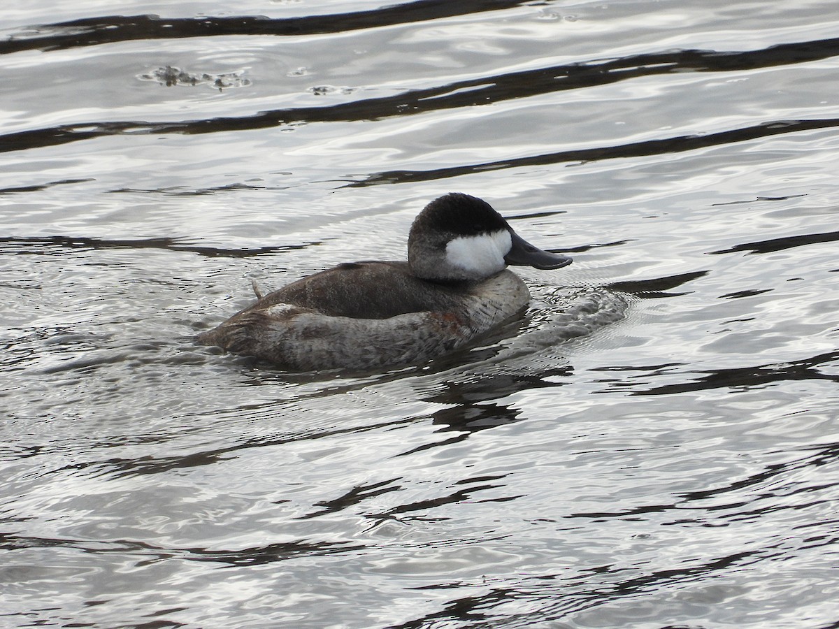 kobberand - ML646485155