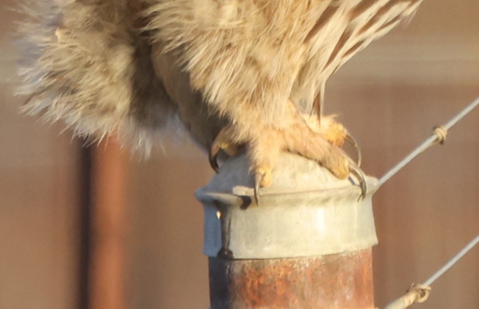 Streifenkauz - ML646485159