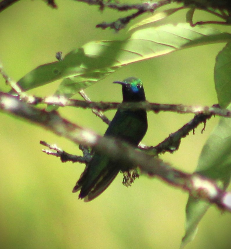 ムナグロマンゴーハチドリ - ML646485161