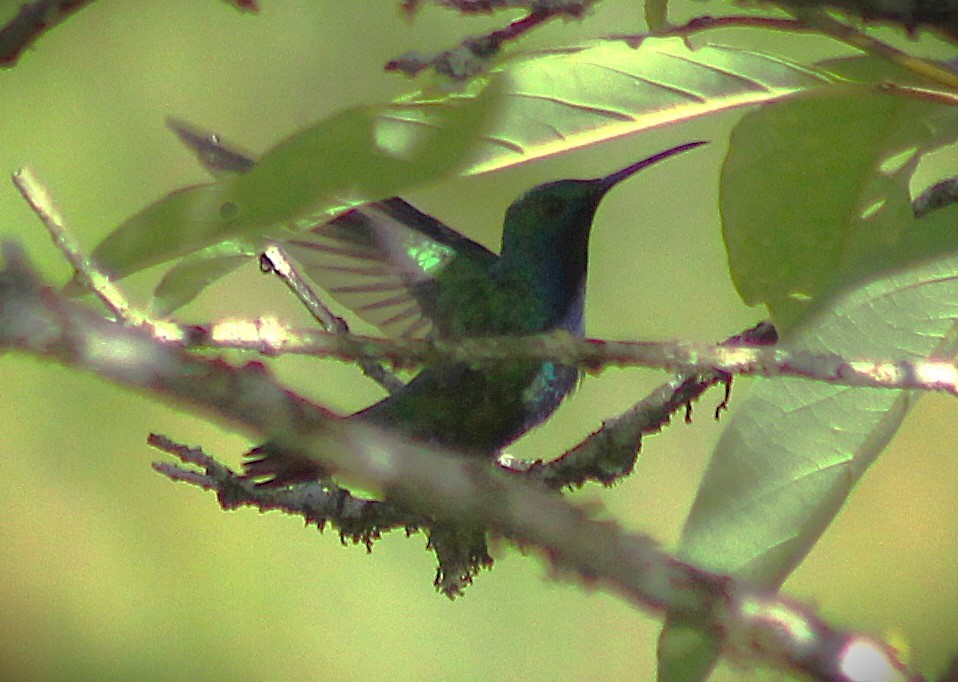 ムナグロマンゴーハチドリ - ML646485162