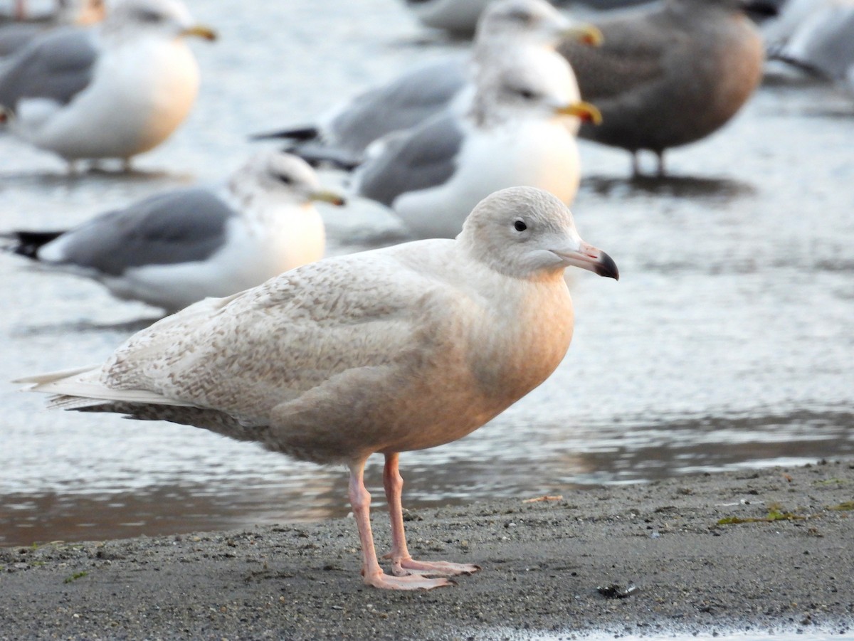 Glaucous Gull - ML646485163