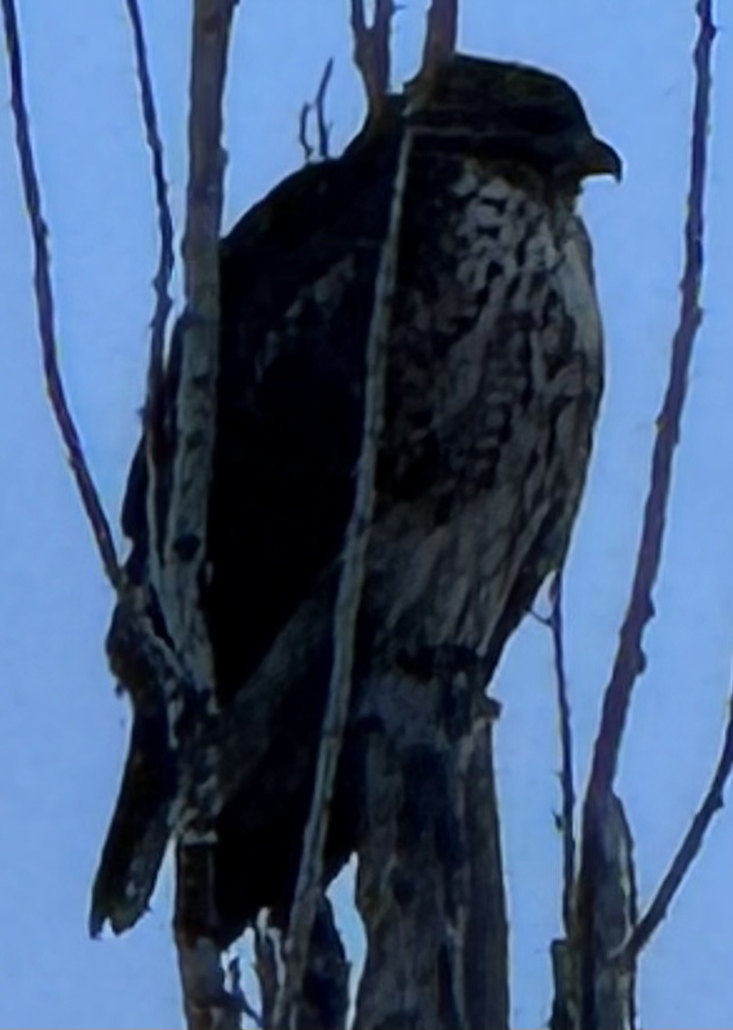 Red-tailed Hawk - ML646485165
