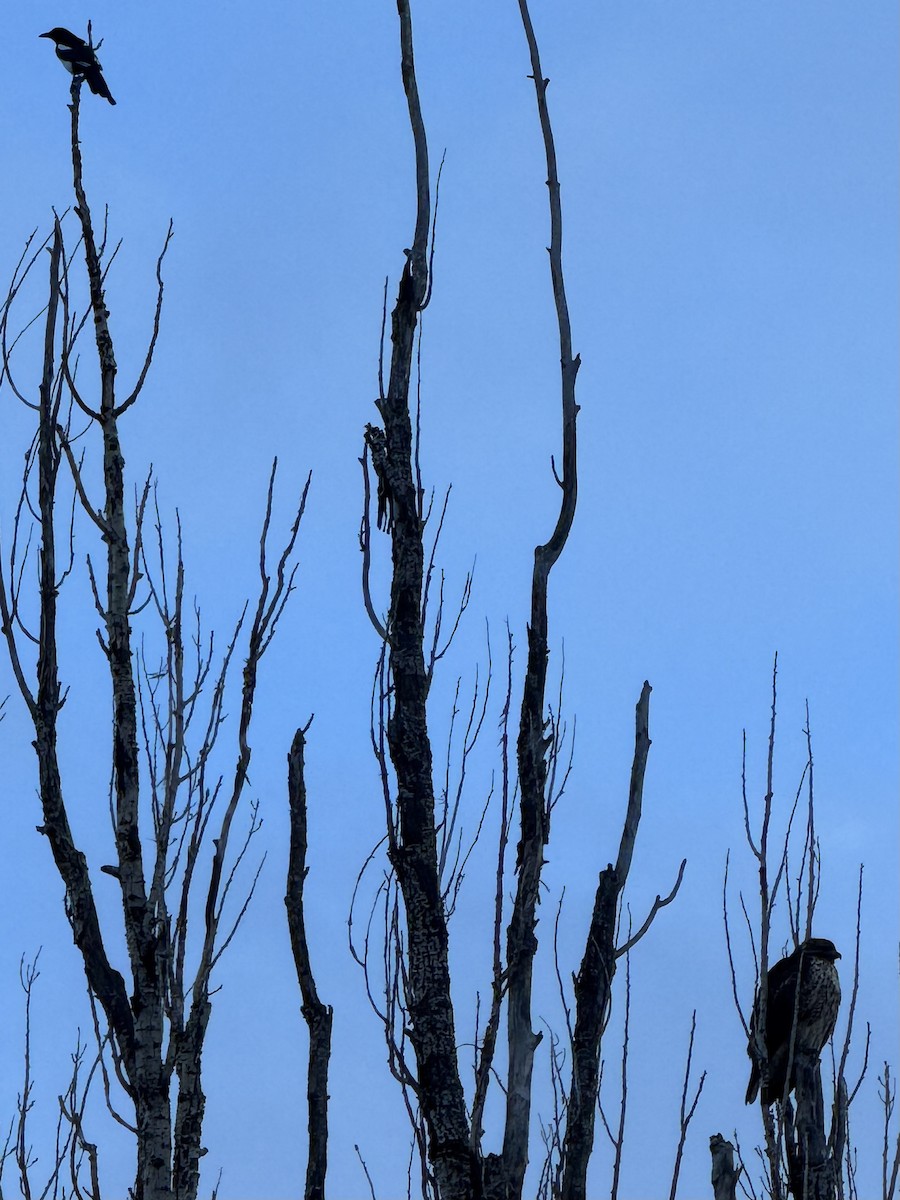 Red-tailed Hawk - ML646485166