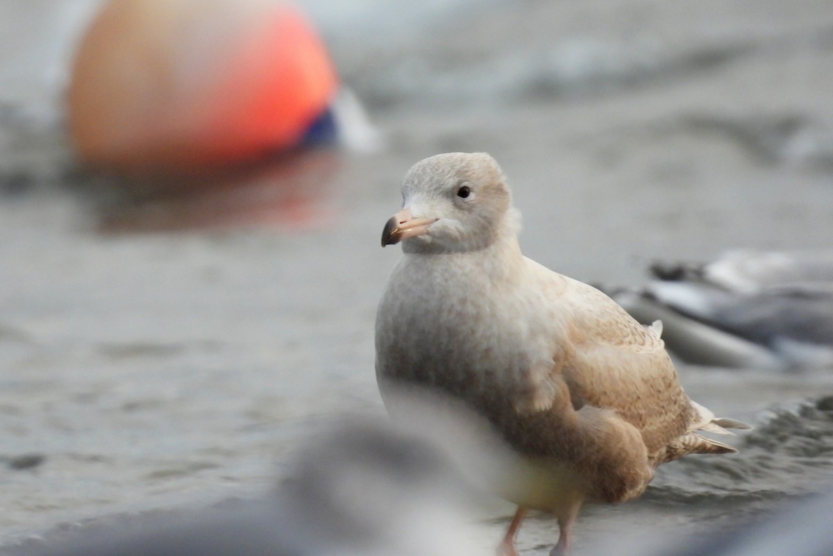 Glaucous Gull - ML646485168
