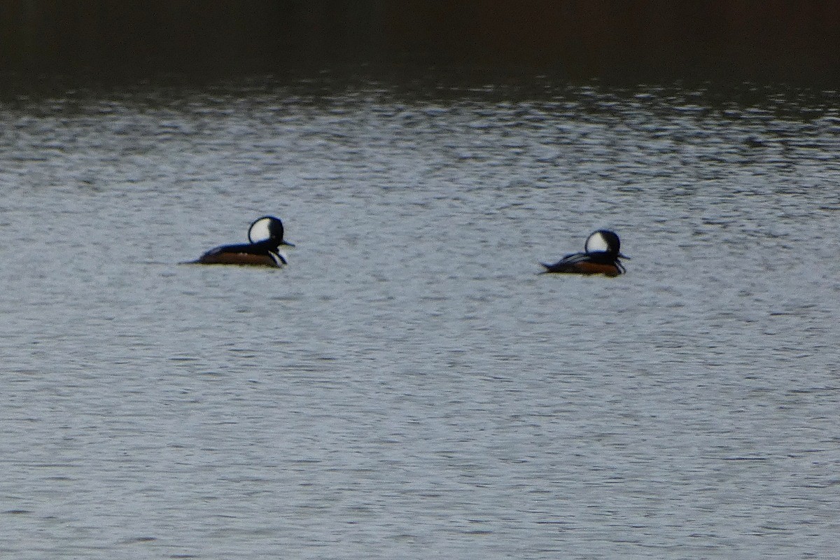 Hooded Merganser - ML646485169