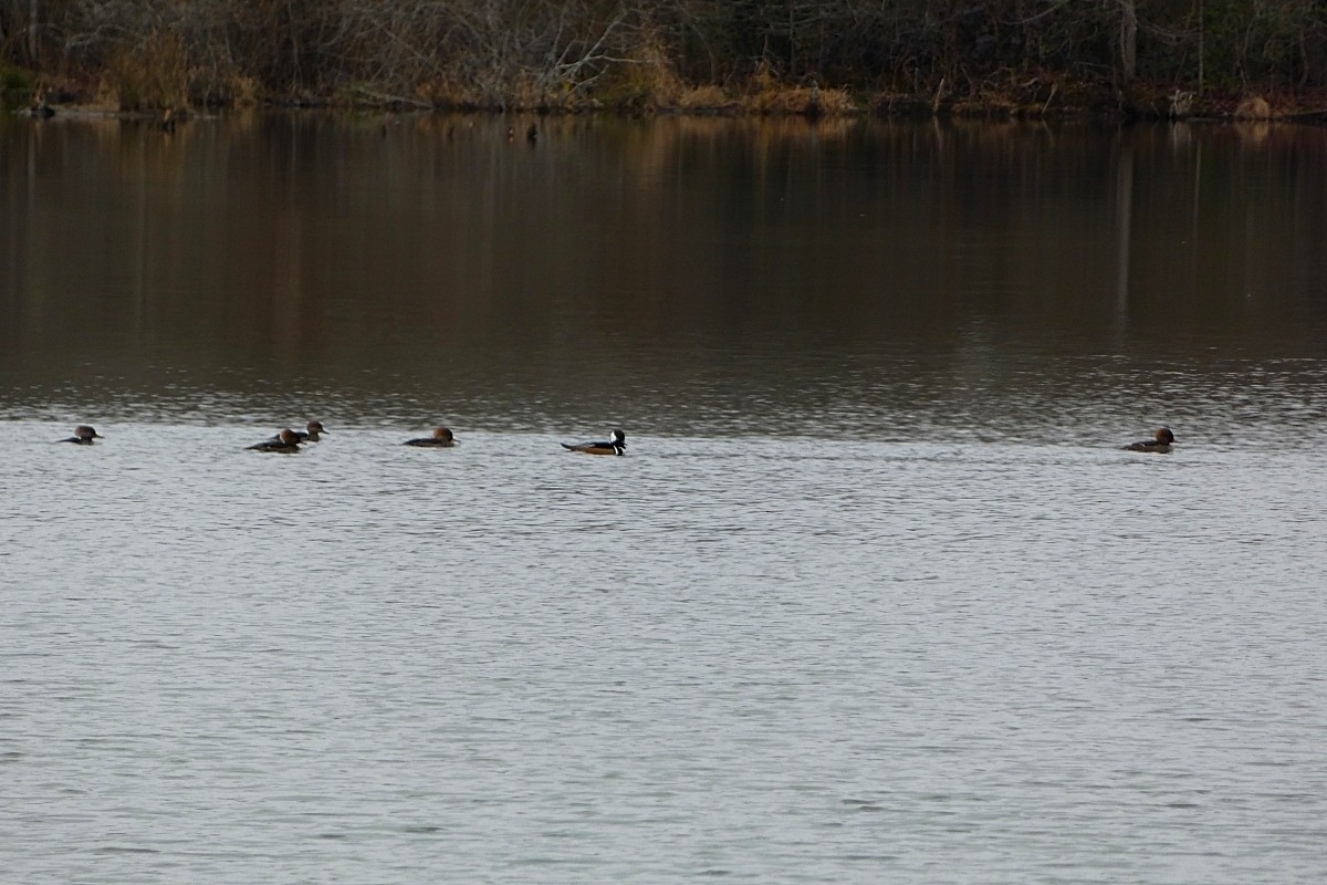 Hooded Merganser - ML646485170