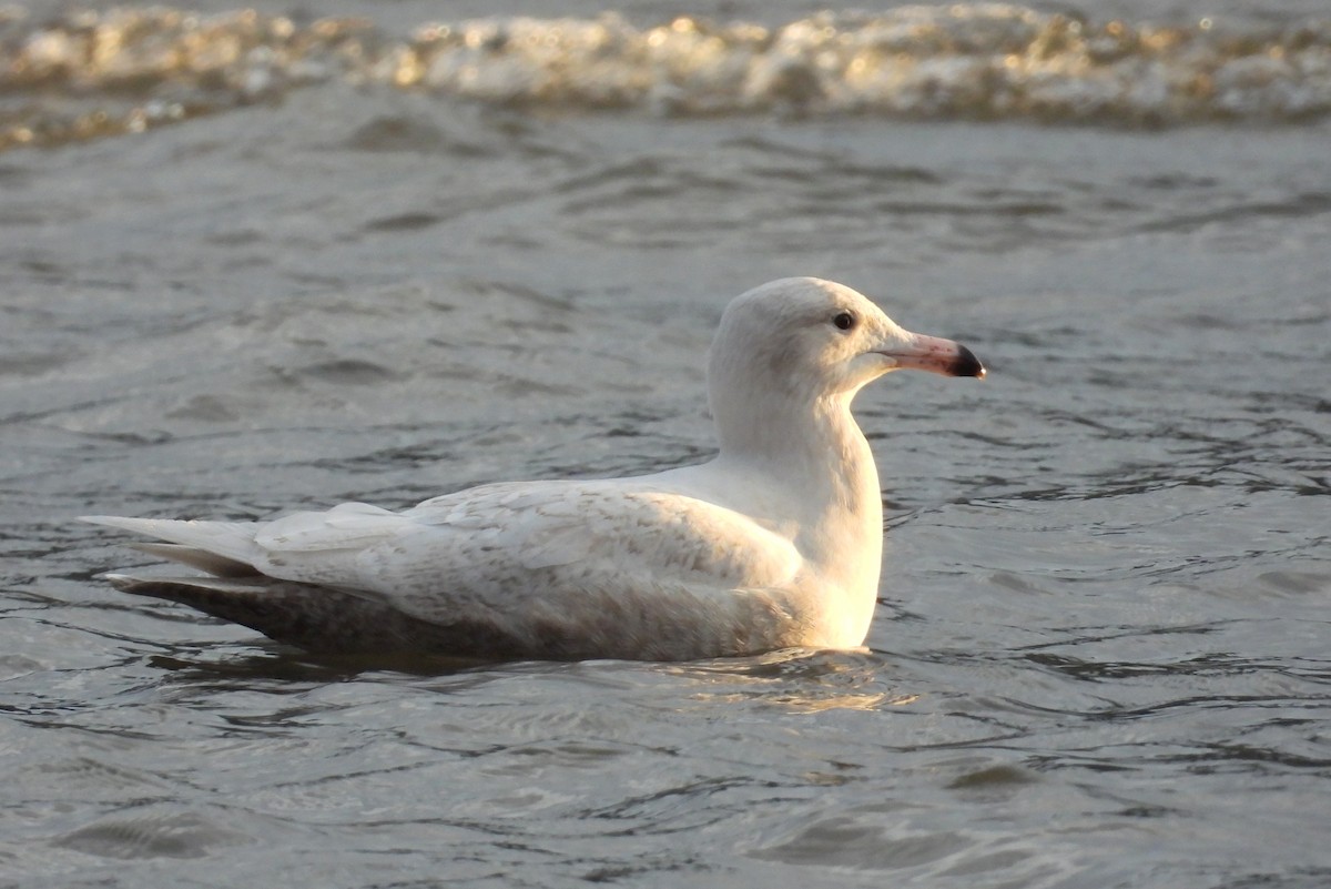 Glaucous Gull - ML646485173