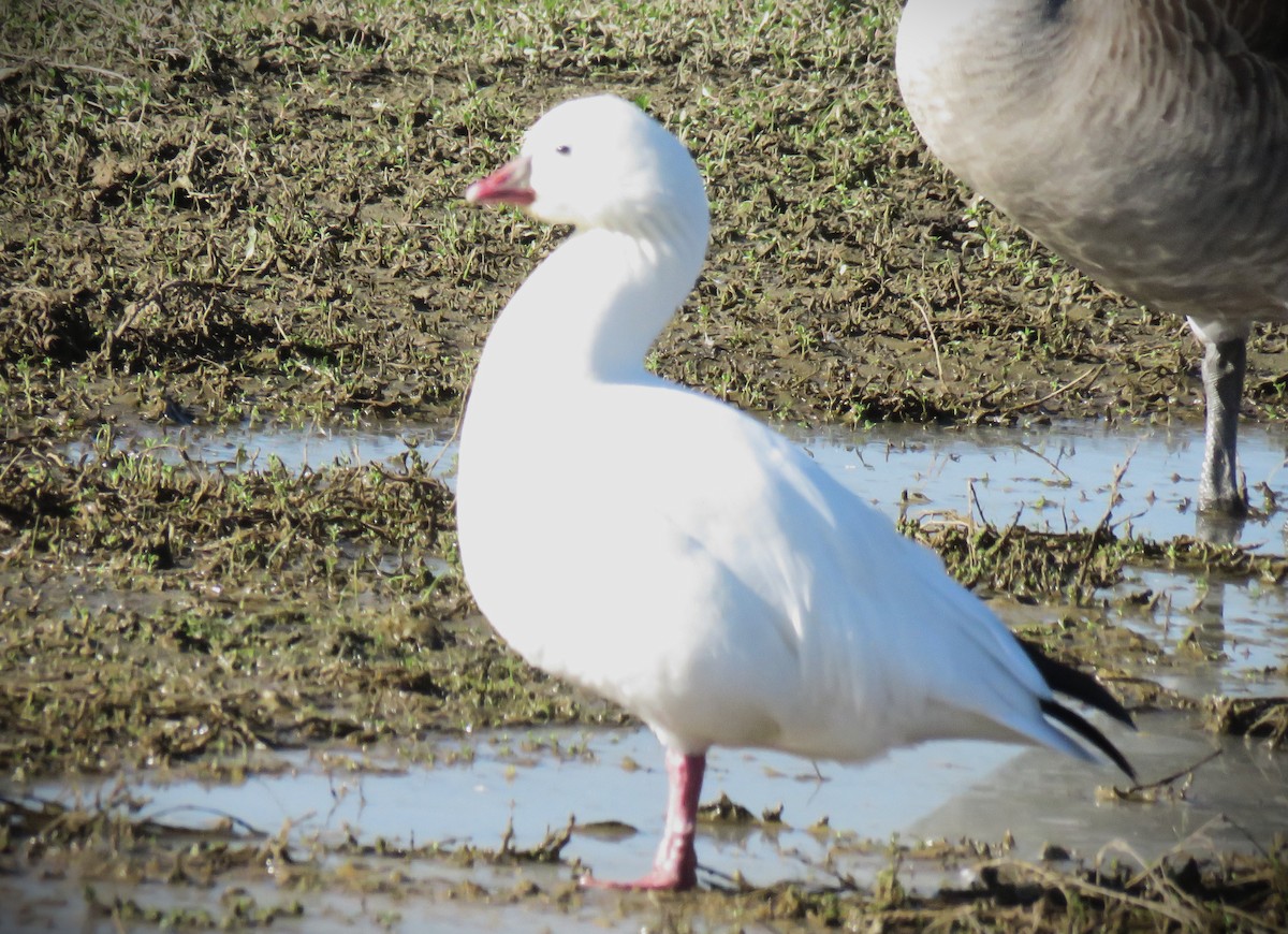 Ross's Goose - ML646485176
