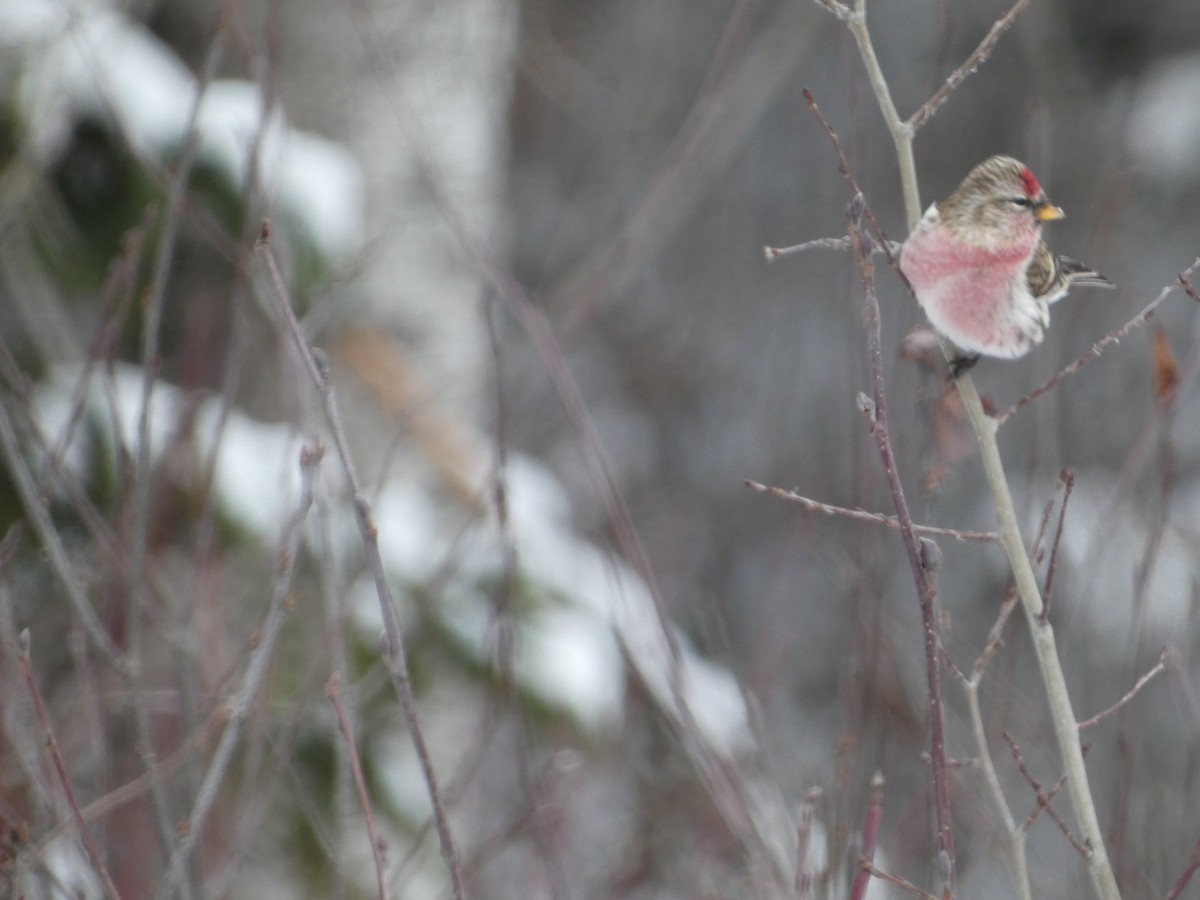 Redpoll - ML646485177