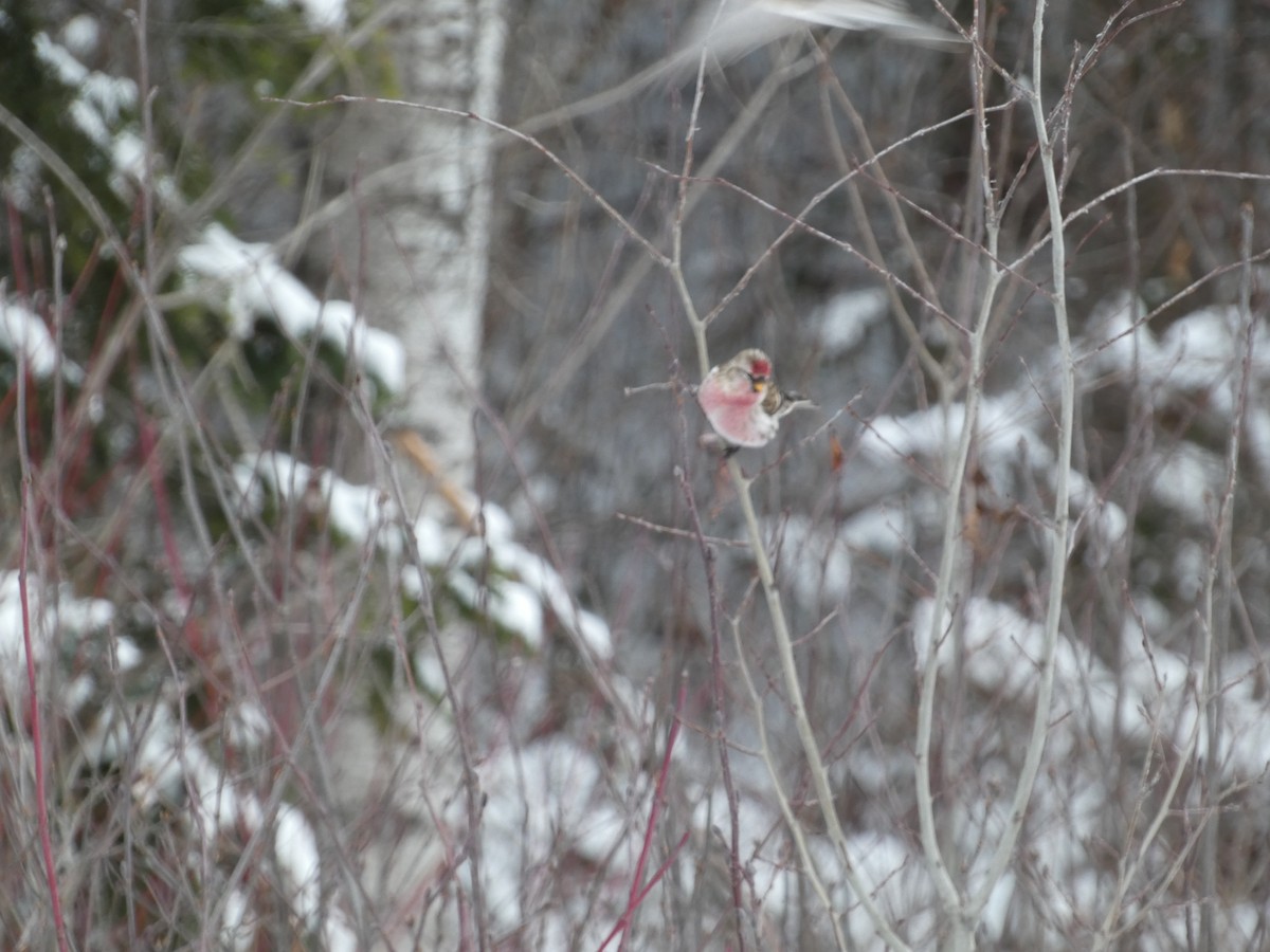 Redpoll - ML646485178