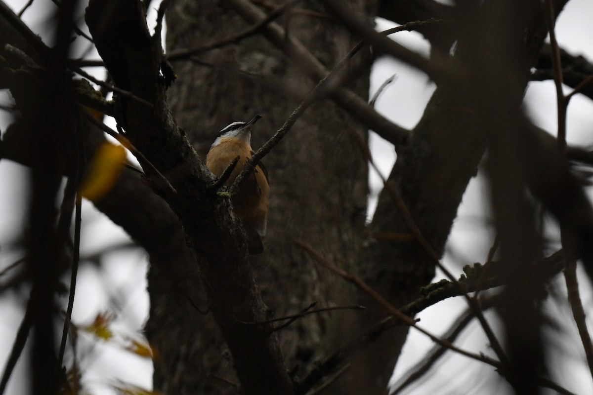 Red-breasted Nuthatch - ML646485179