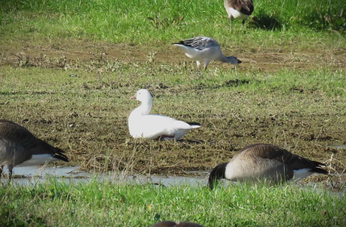 Ross's Goose - ML646485180