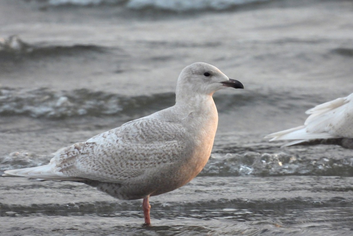 Iceland Gull - ML646485185