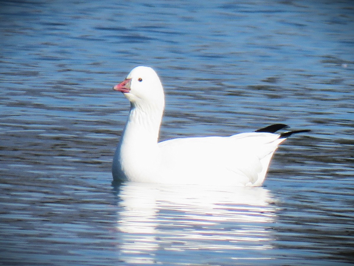 Ross's Goose - ML646485186
