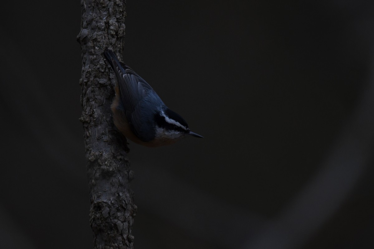 Red-breasted Nuthatch - ML646485189
