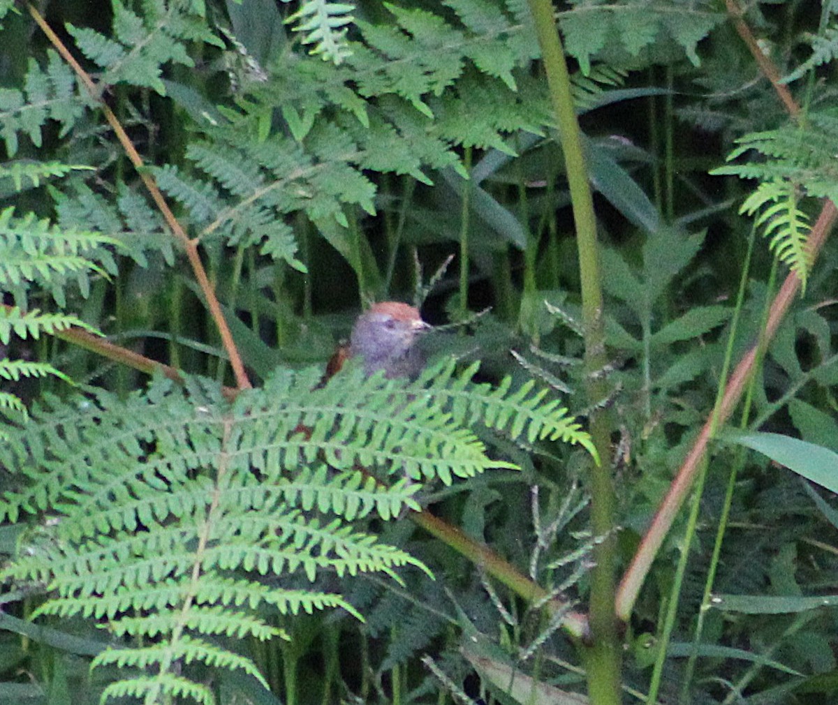 キバネオナガカマドドリ - ML646485191