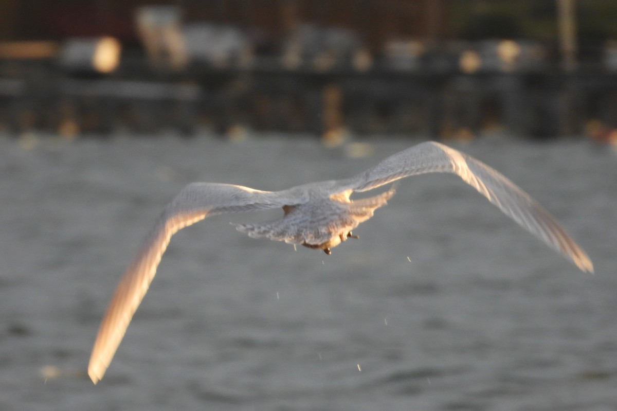 Iceland Gull - ML646485192