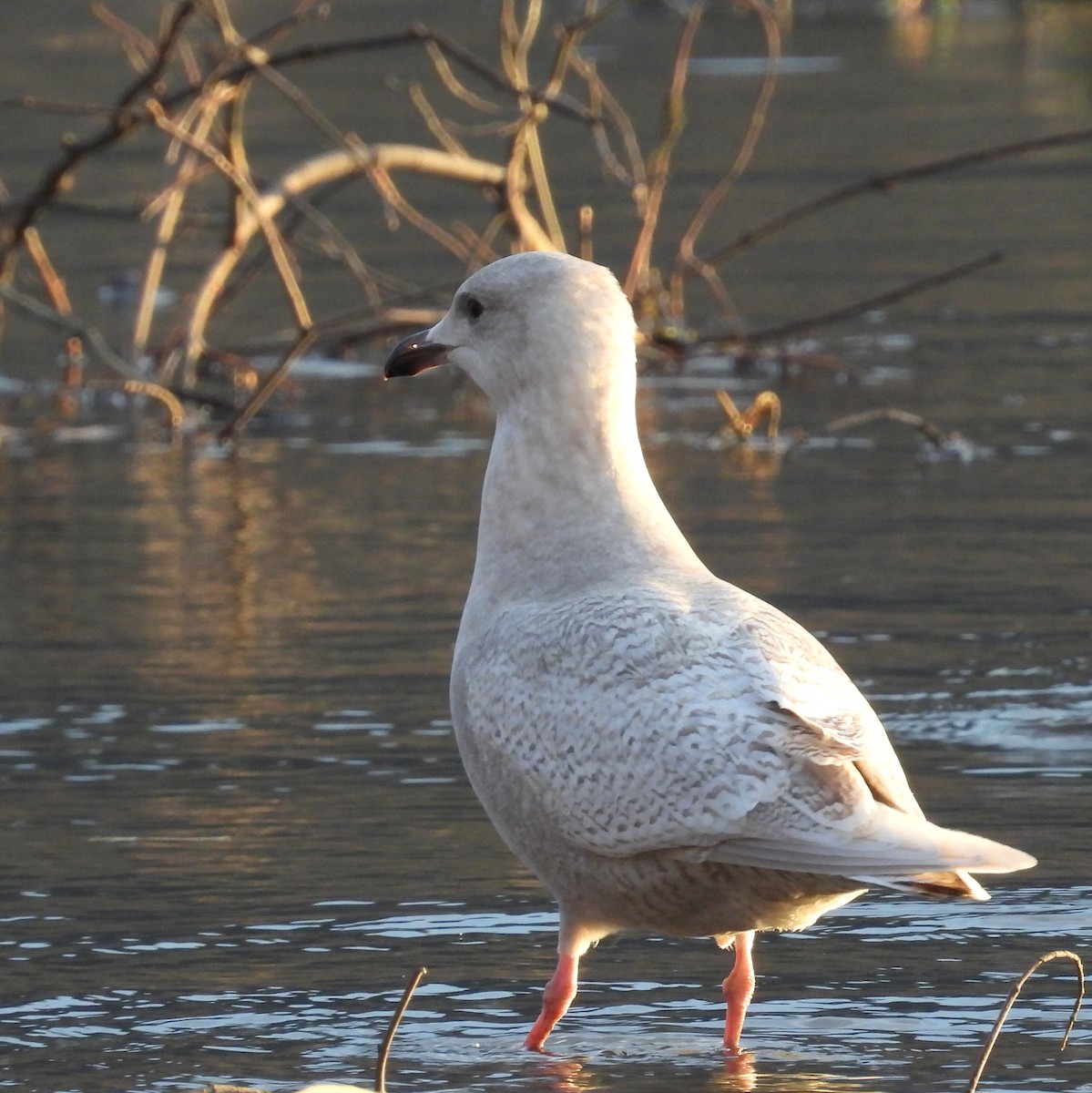 Iceland Gull - ML646485196