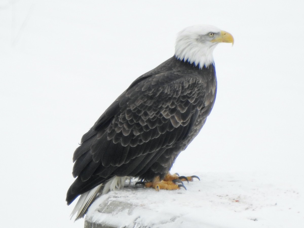 Bald Eagle - ML646485197