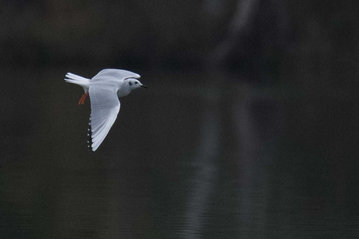 Bonaparte's Gull - ML646485202