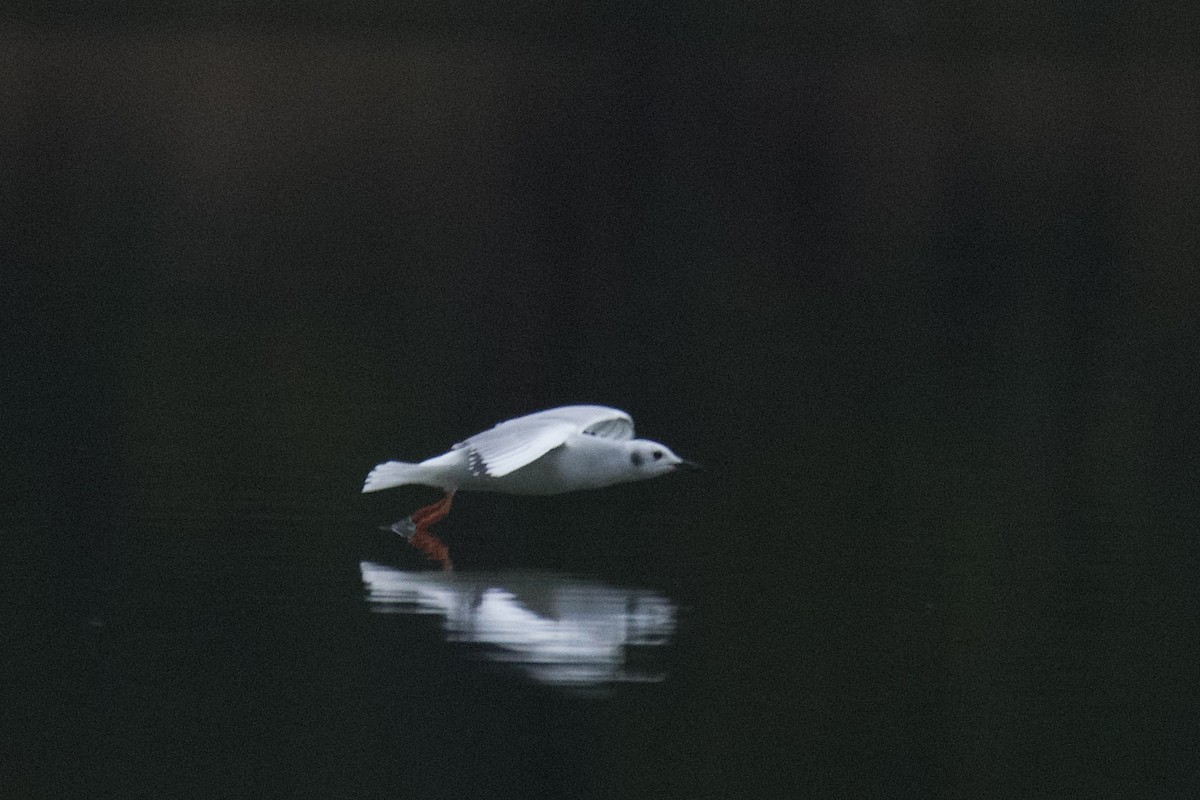 Bonaparte's Gull - ML646485203