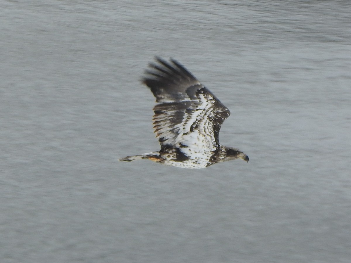 Bald Eagle - ML646485204