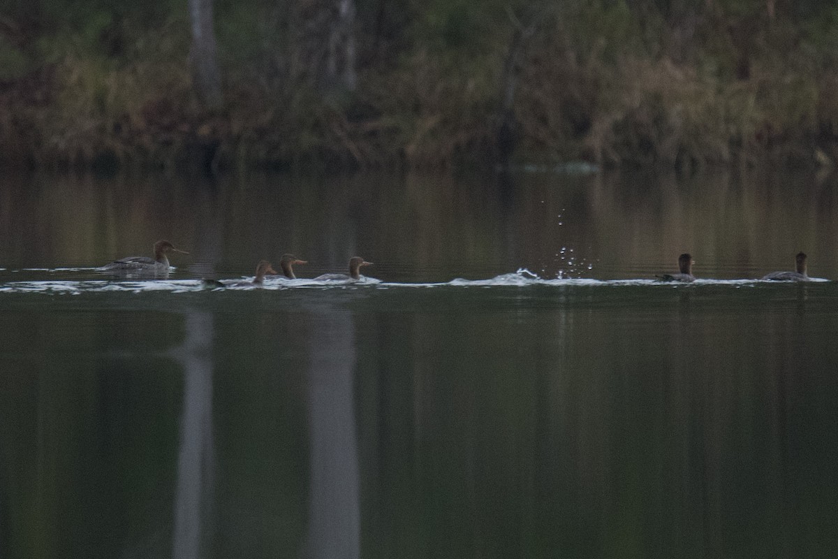 Red-breasted Merganser - ML646485206