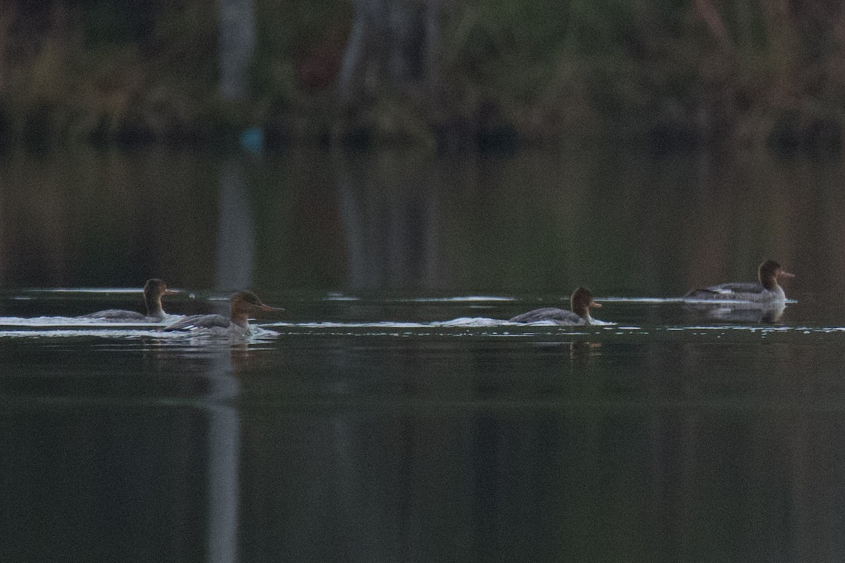 Red-breasted Merganser - ML646485207