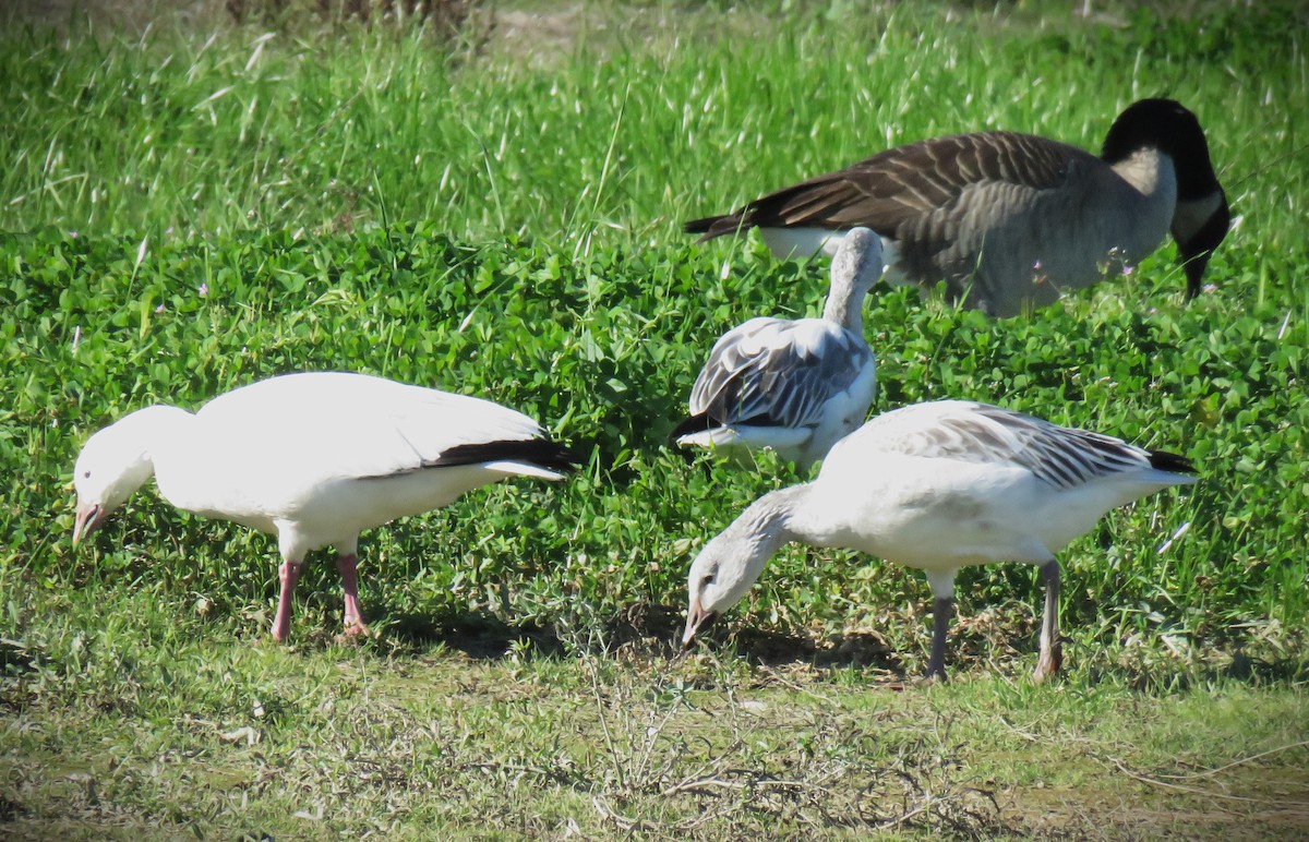 Oca delle nevi - ML646485209